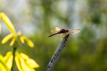 cigarra