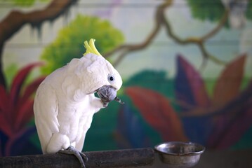 White and yellow parrot standing on a branch or stick in a zoo