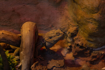portrait of a lizard close up	