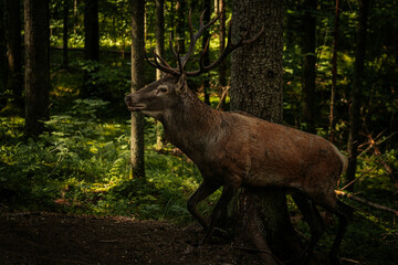A majestic deer with large antlers stands near a tree in a dense, sunlit forest. The sunlight filtering through the trees highlights the rich textures of the deers fur and the surrounding greenery.