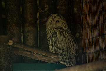 A large owl with striking, dark eyes sits perched in a dimly lit wooden enclosure. The birds...