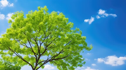 Fototapeta premium leaves tree spring