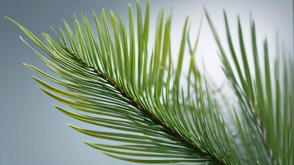 Obraz premium a close up of a pine branch with green needles.