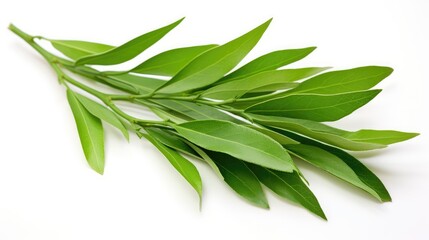 elongated tea tree leaf