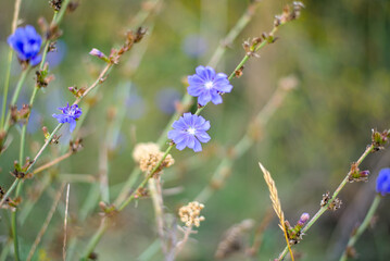 Blue flowers on natural background. Flower of wild chicory endive.