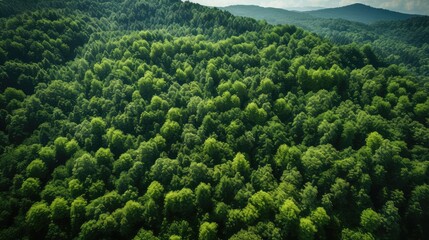 Obraz premium greenery trees aerial