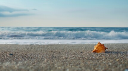 An empty beach with a single seashell.
