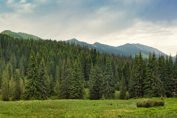 A coniferous green forest at the foot of the mountain on a pasty, summer day