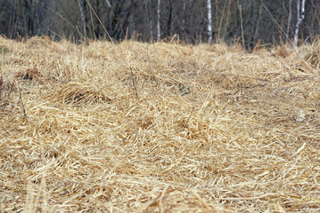 A field of dried, last year's dry, gnarled grass. The dead stalks are wrinkled and tangled
