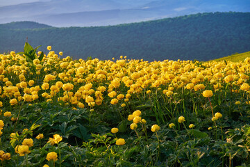 A beautiful summer evening in a field of blooming Trollius europaeus. Globe Flower, Ranunculaceae wild plant in natural environment, in the Carpathian Mountains
