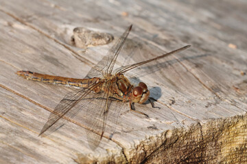 Vagrant darter