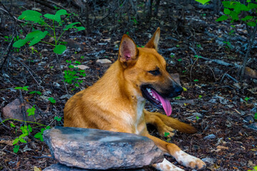 perro