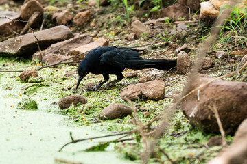 Naturaleza viva