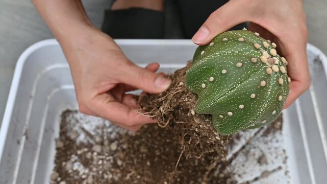Woman removing an old soil from Astrophytum asterias cactus before repotting to new pot. Repotting refreshes the nutrients in the soil.