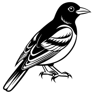 recommend clip art: Oriole bird silhouette vector illustration on white background 
