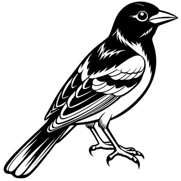 recommend clip art: Oriole bird silhouette vector illustration on white background 