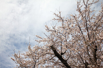 桜の花　ソメイヨシノ