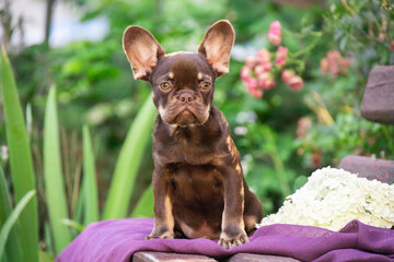 French bulldog puppy chocolate tan portrait against the backdrop of a green garden