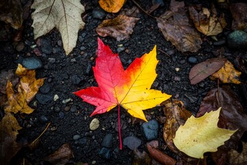 Colorful autumn fall foliage leaf at the ground, fall season