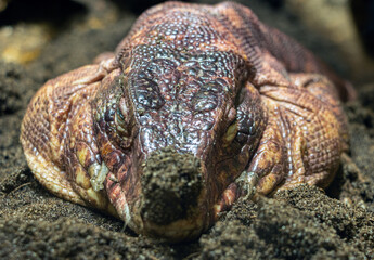 Obraz premium portrait of the Red Tegu reptile - Salvator Rufescens, lying on the ground with clay on its nose