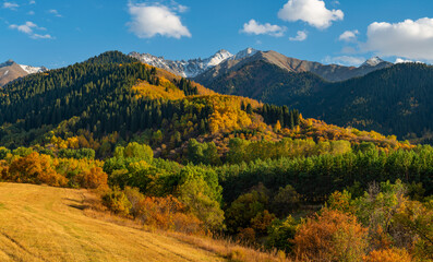 Trees with autumn foliage on the slopes of the Zailiyskiy Alatau mountains in Kazakhstan