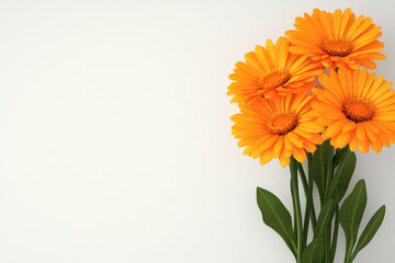 Vibrant Orange Flowers Against Clean Background, a cheerful arrangement of blooming orange daisies with lush green leaves, brightening up a minimalist space. © Rutchaneewan