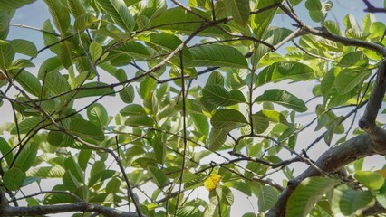 A tree with green leaves and brown branches