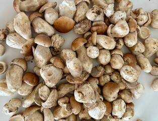 mushrooms on a market
