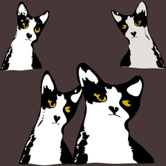 black and white cats