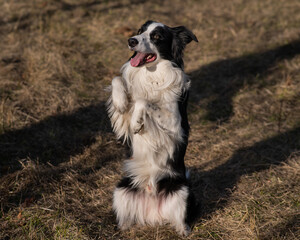 A border collie dog makes a command to serve in the park in autumn. 