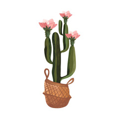 Cactus in a wicker basket. Plants for the home. Floriculture. Interior decoration. Isolated watercolor illustration on white background. Clipart.