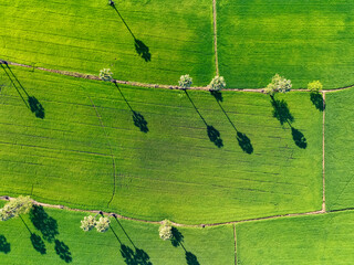 Aerial view of lush green rice field with sugar palm trees. Sustainable agriculture landscape....