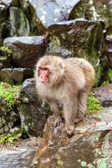 looking left standing all fours out rock edge snow monkey