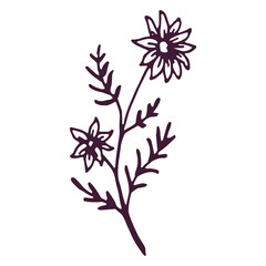 Hand drawn flower and leaf illustration on white