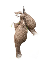 Sparrow nest isolated on white background.