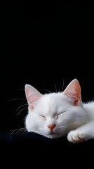 Obraz premium A white cat resting on a leg, embodying comfycore and solarpunk aesthetics, captured handheld with an M42 mount, featuring a genderless and supple mass, representative of petcore.