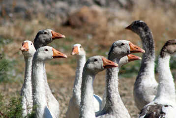 A group of geese raised in a village of Kırşehir