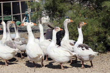 A group of geese raised in a village of Kırşehir