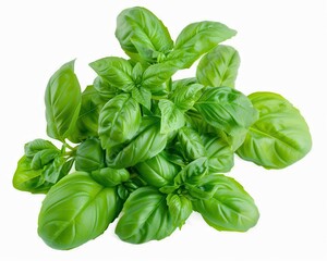 Basil On White Background. Fresh Aromatic Green Herb Bunch for Culinary Flavors