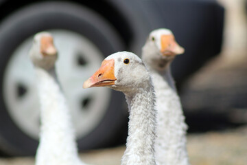 A group of geese raised in a village of Kırşehir