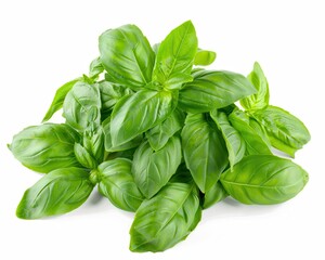 Fototapeta premium Basil On White. Fresh Aromatic Basil Bunch on White Background for Culinary Flavors