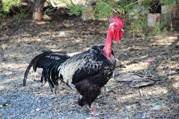 Denizli Rooster with Cırafi marking, raised in a village of Kırşehir