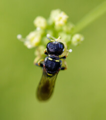 Wasp on a yellow flower. Macro