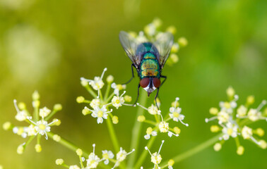 A fly on small yellow flowers. Macro