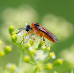 A fly on small yellow flowers. Macro