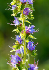 Small blue flower in nature. Macro