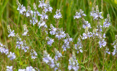 Small blue flowers on the field as a background