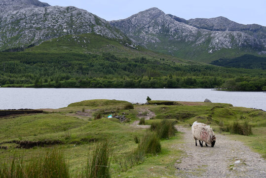 Ireland - Lough Inagh