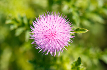 Pink flower on a thorny plant in nature. Macro