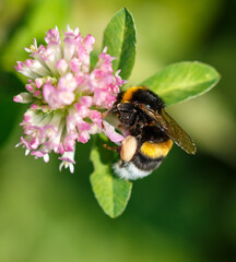 Bee on a pink clover flower. Macro